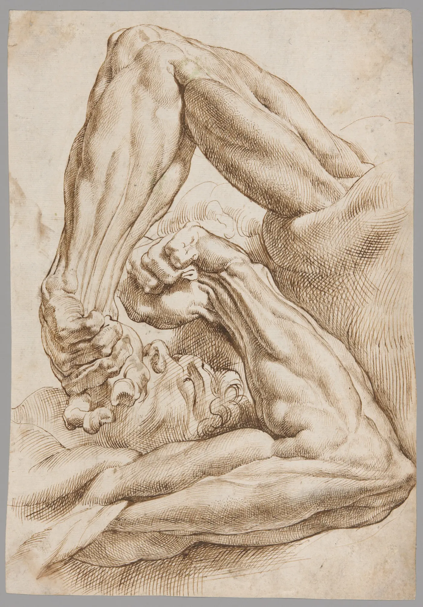 A Sheet of Anatomical Studies, Peter Paul Rubens